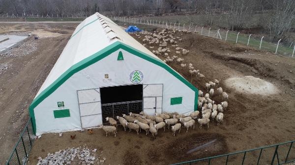 Büyükşehir Belediyesi'nden 'Balıkesir Kuzusu' üretimine destek