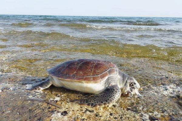 Denize atılan poşet, carettalara sıkılan kurşundur