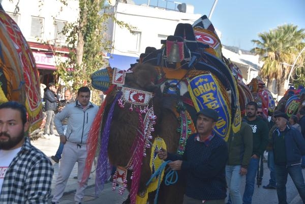 Festival öncesi develer Bodrum turuna çıktı