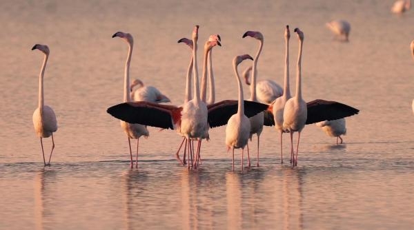 İzmir'de flamingo-pelikan üreme alanı azaldı