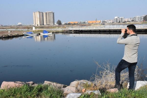 İzmir'de flamingo-pelikan üreme alanı azaldı