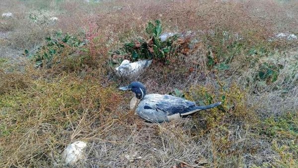 İzmir'de flamingo-pelikan üreme alanı azaldı