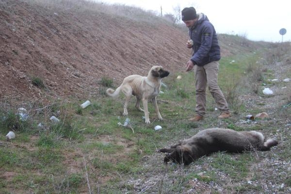 Kazada ölen köpeğin başında 1 hafta bekledi