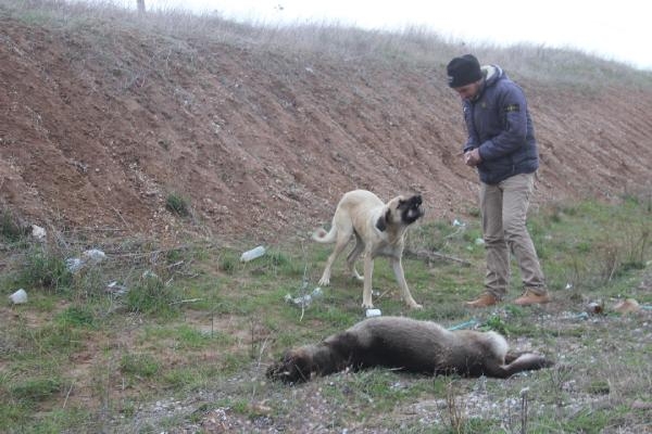 Kazada ölen köpeğin başında 1 hafta bekledi