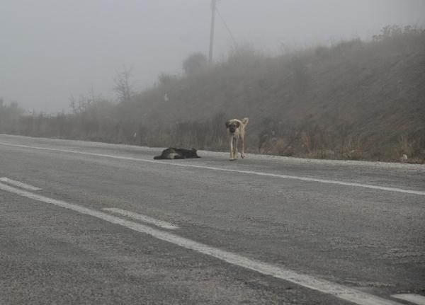 Kazada ölen köpeğin başında 1 hafta bekledi