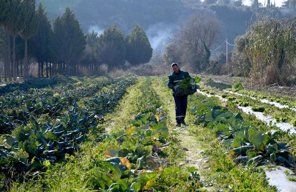 Kuşadası Adabahçe'de yetişiyor, AdaMarket'te satılıyor