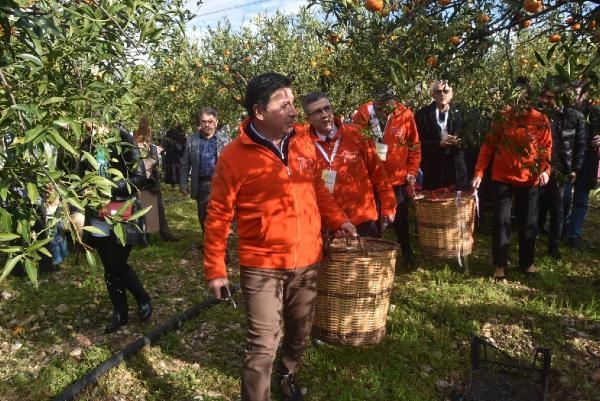 Mandalina bahçelerini kendimiz imara açtık