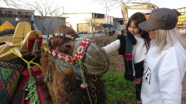 Sahibi ölen deve, tedavi gördü güreşi kazandı