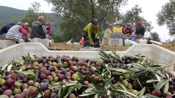 'Zeytinyağı tadım yarışmalarında kandırmaca var"