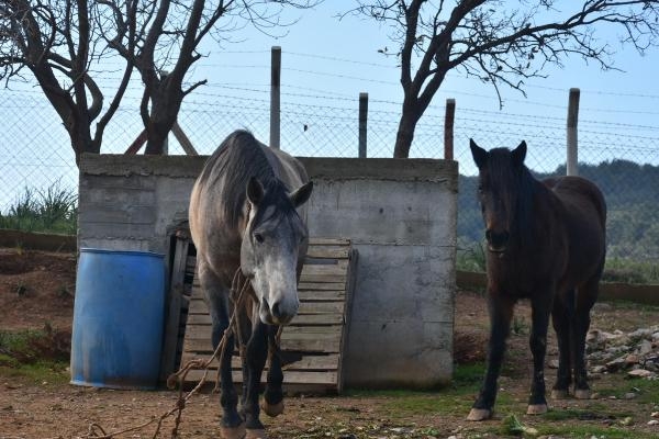 104 köpek, 300 kedi, 3 at, 40 kuş bakıyor!
