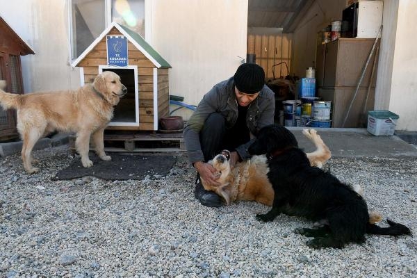 Felçli köpek 'Karam' yeniden yürümeye başladı