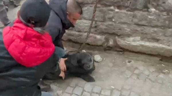 Gören şoke oldu! Sokak ortasında Akdeniz foku