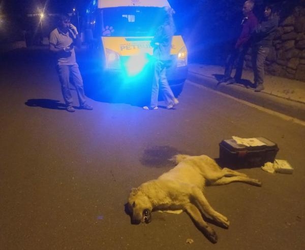 3 köpeği zehirledi, hakim yargılamayı durdurdu