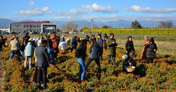 Balıkesirli çiftçiler, aromatik bitki yetiştiriciliğini öğreniyorlar