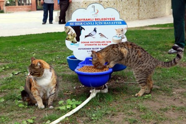 Bayraklı Belediyesi ilçedeki kedi evlerinin sayısını 20'ye çıkardı