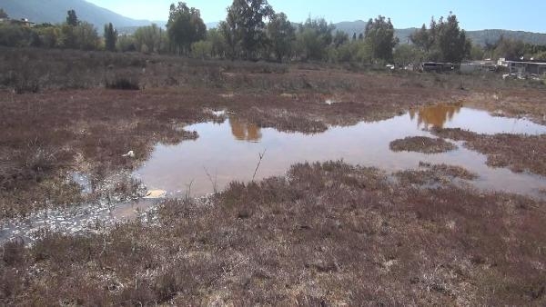 Bodrum'da kuşların sulak alanı kurumaya başladı