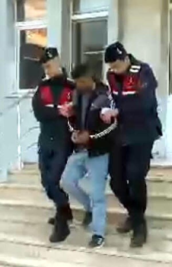 Arı kovanında kenevir yetiştiren şüpheli tutukladı
