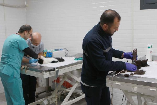 Bayraklı Sokak Hayvanları Tanı ve Tedavi Merkezi'nde 2 bin 600 tedavi