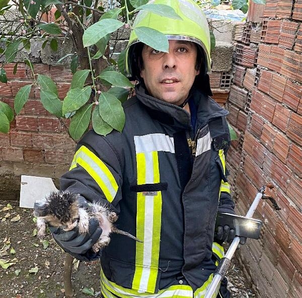 Boruya sıkışan yavru kedi, kardeşinin miyavlamasıyla çıktı