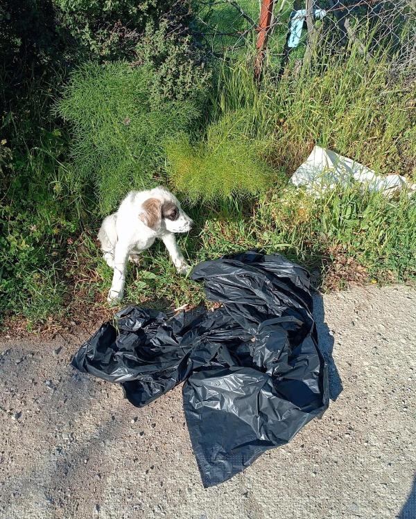 Çöp poşetine konulup ölüme terk edilen yavru köpek kurtarıldı