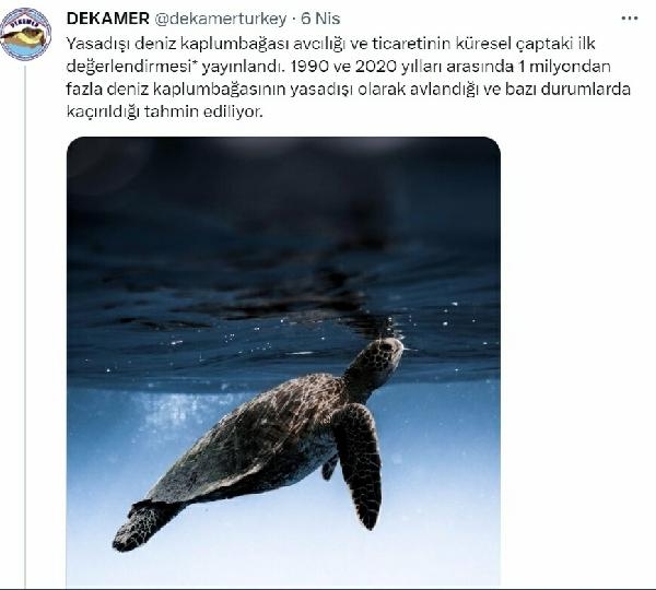Deniz kaplumbağaları kabukları için avlanıyor