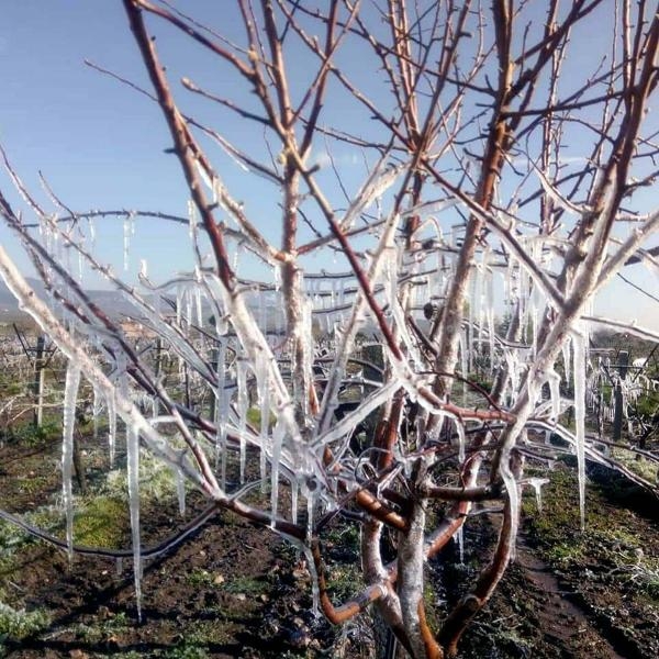 Dikkat! Ege'de 5 il için 'zirai don' uyarısı