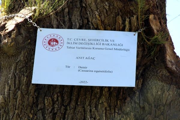 İzmir'deki anıt ağaçların bakımı yapıldı, tabelaları asıldı
