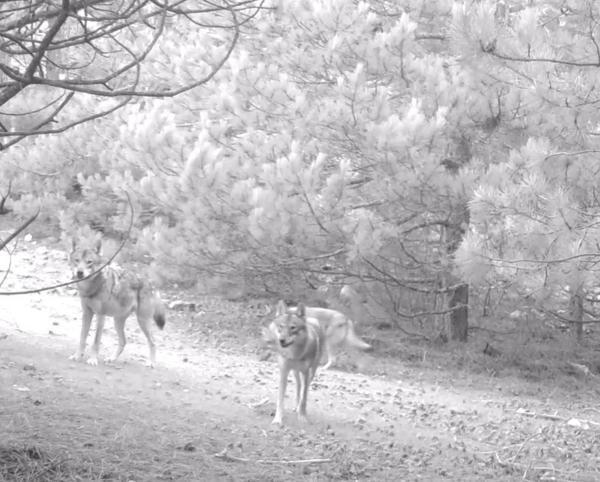 Manisa'da kurtlar, fotokapanla ilk kez sürü halinde görüntülendi