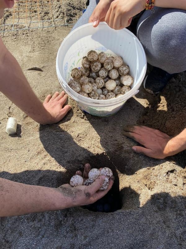 Sezonun ilk caretta caretta yuvası belirlendi