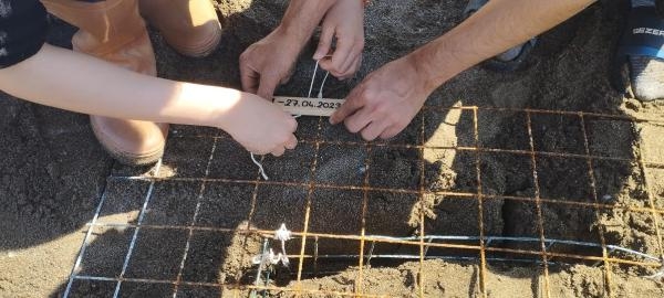 Sezonun ilk caretta caretta yuvası belirlendi