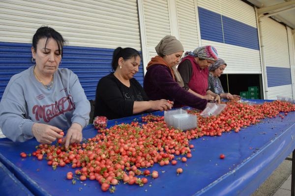 Sezonun ilk kirazı, kilosu 800 liradan satıldı