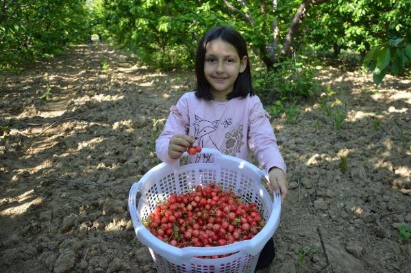 Sezonun ilk kirazı, kilosu 800 liradan satıldı