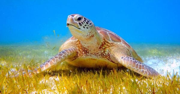 Turistlere uyarı: 'Carettalara dokunmayın'