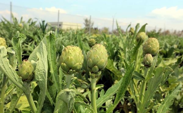 Urla'da üreticinin 'sakız enginarı' mesaisi