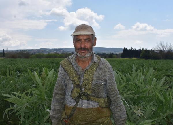 Urla'da üreticinin 'sakız enginarı' mesaisi