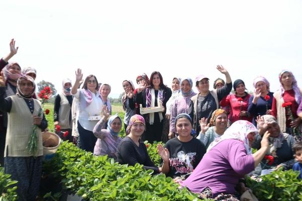 Başkan Çerçioğlu ve Selvi Kılıçdaroğlu, çilek hasadı yaptı