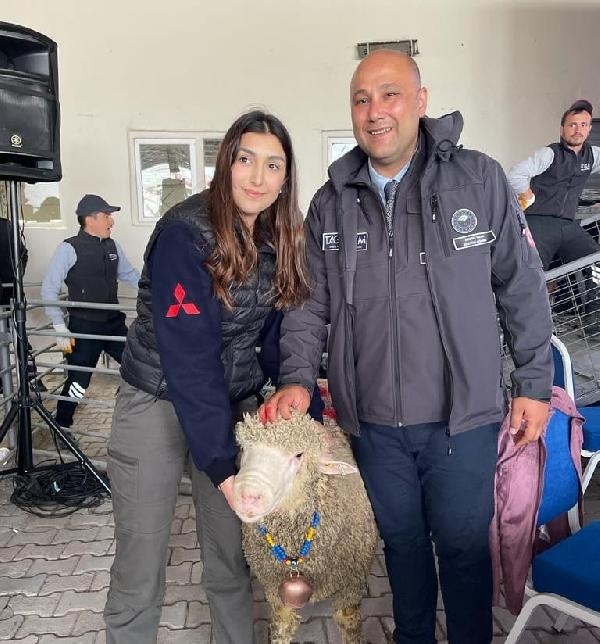 Damızlık koç, 91 bin liraya satıldı