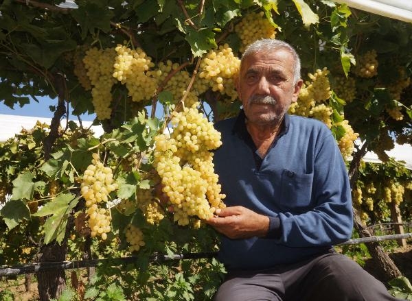 Üzüm üreticilerinden doluya karşı 'tül' önlemi