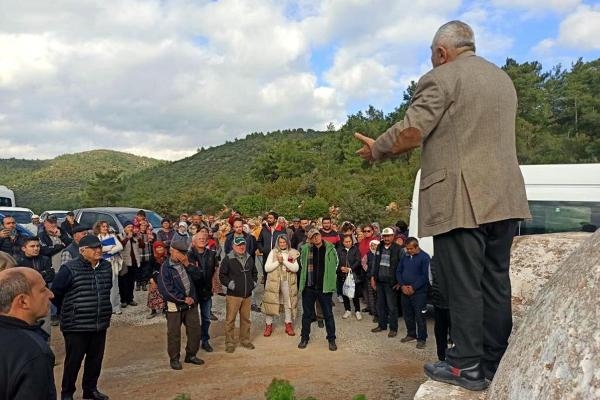 Zeytin ağaçlarına mahkeme koruması!