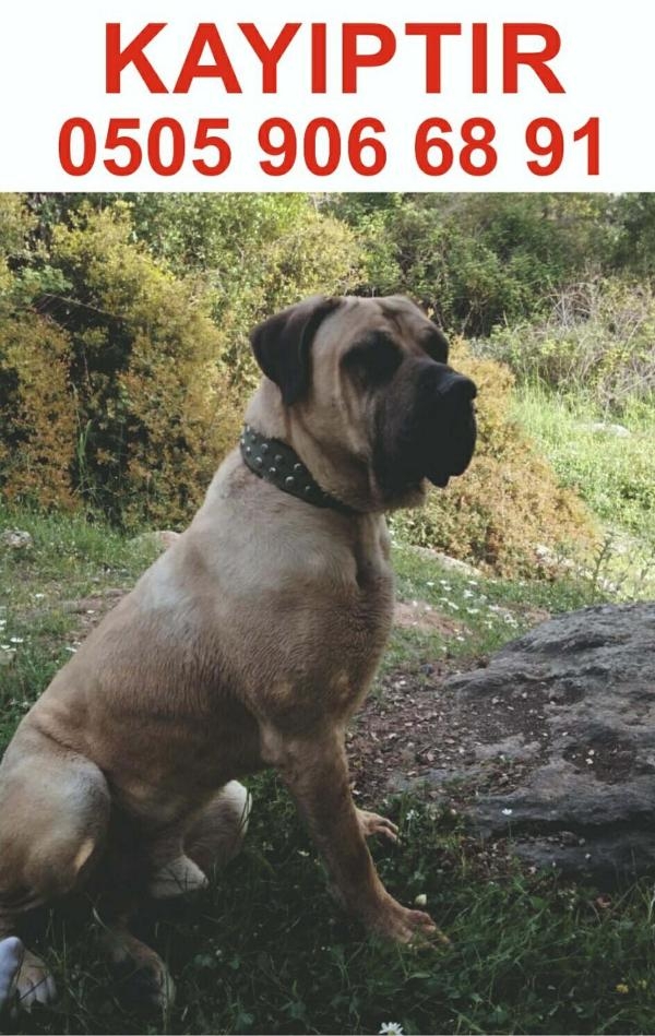 El ilanlarıyla sokak sokak kaybolan köpeğini arıyor