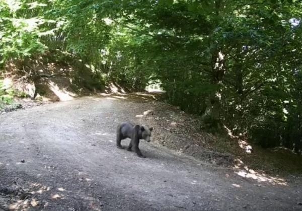 Fotokapanlara poz verip, memleketlerine selam gönderdiler