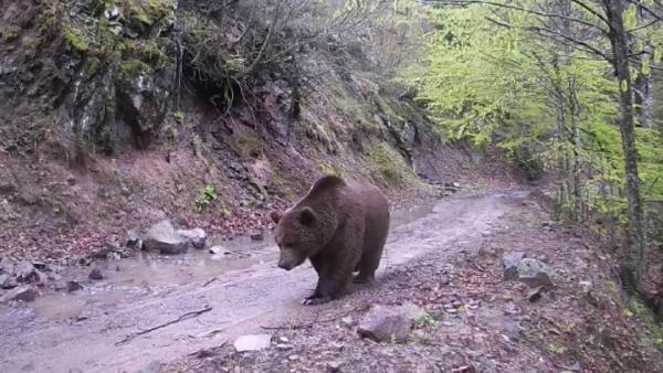 Fotokapanlara poz verip, memleketlerine selam gönderdiler