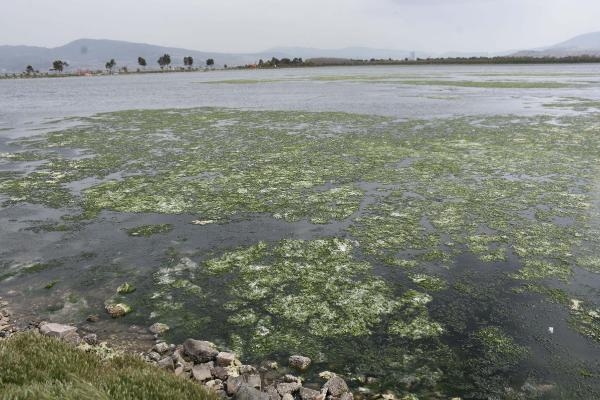 İzmir Körfezi'ni kirleten algler kadınları güzelleştirecek