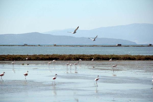İzmir Kuş Cenneti'nde 40 kilometrelik yatak temizlenecek