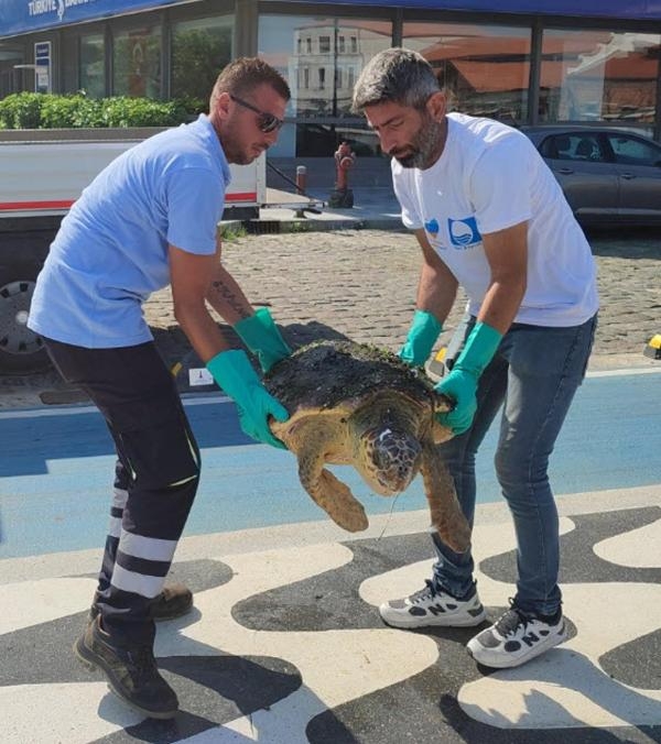 Körfez'de yaralı 'caretta caretta' bulundu