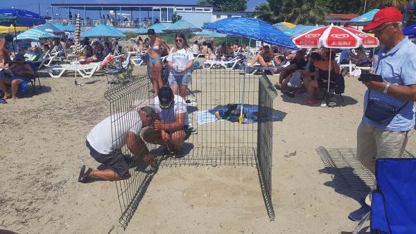 Kuşadası'nda caretta caretta yuvasına çitli koruma