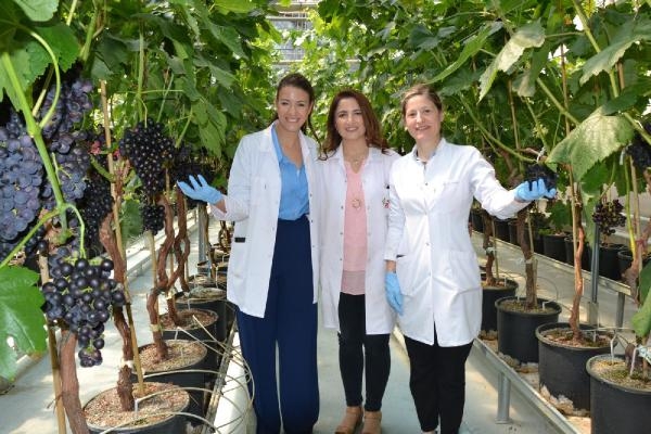 Sezonun ilk üzüm hasadı Manisa'da kapalı sistem serada yapıldı