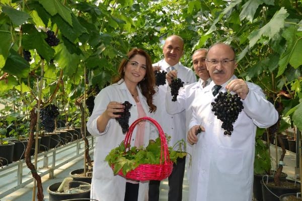 Sezonun ilk üzüm hasadı Manisa'da kapalı sistem serada yapıldı