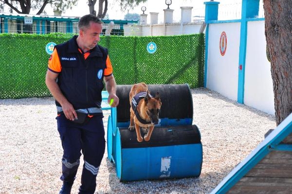 Terk edilen köpek meslek sahibi oldu!