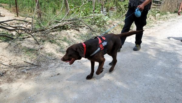 136 kilometrekarelik alan tarandı bulunamadı